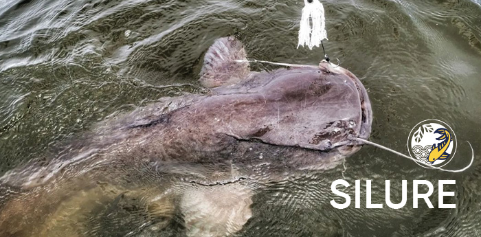 Pêche au silure tous nos produits | Pacific Pêche